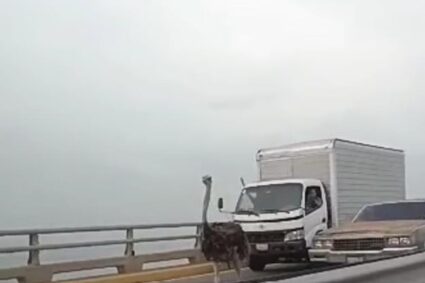 Los avestruces que causaron revuelo en el Puente sobre el Lago de Maracaibo