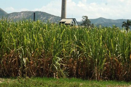 cuatro centrales azucareros pasaron a manos del sector privado en alianza con el Ejecutivo nacional
