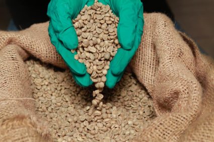 Exportan más de 2 mil quintales de café verde a Italia y EE.UU. desde el estado Lara