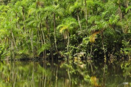 La deforestación mundial se desacelera, pero los bosques siguen bajo presión