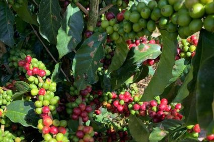 Jóvenes migran de la ciudad a las fincas cafeteras en busca de mejores ingresos