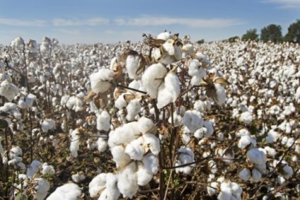 Empresarios del sector textil apuestan por la siembra y producción de algodón en Venezuela