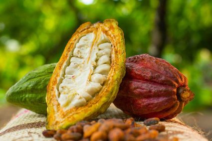 Ministerio de Ciencia y Tecnología impulsa plan científico- tecnológico para la producción de cacao
