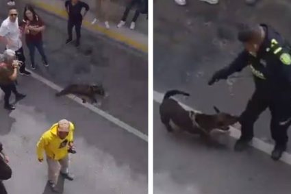 Policía mató a un perrito que defendía a su dueño durante su detención