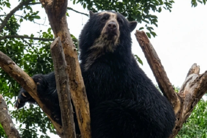 Parque Nacional Terepaima será ampliado tras avistamiento de osa frontina y sus crías