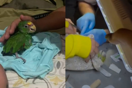 Falleció Panchito, el loro que fue rescatado entre los escombros en La Guaira