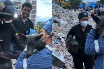 Lograron rescatar a un perro tras 19 días bajo los escombros de la OPP 26 en La Guaira