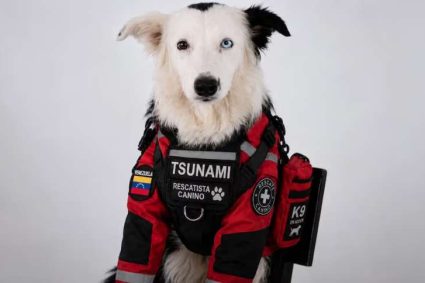 Lo que dijo el entrenador de Tsunami sobre la protección que utilizan para el famoso perro rescatista