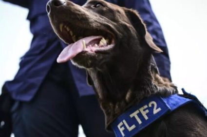 Los rescatistas de cuatro patas que trabajan contra reloj en Venezuela