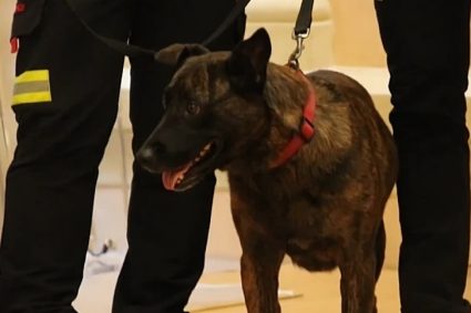 Murió Luka, la perrita de rescate española que ayudó a buscar sobrevivientes bajo los escombros tras los terremotos